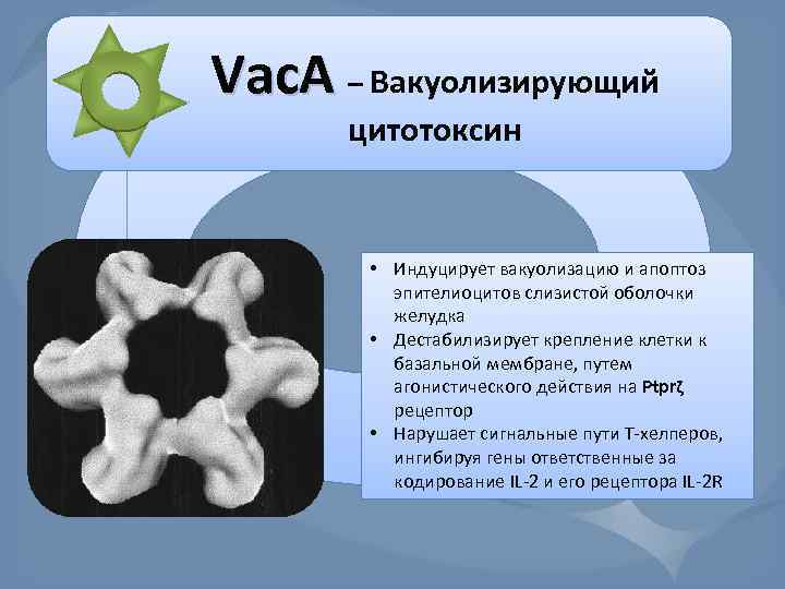Vac. A – Вакуолизирующий цитотоксин • Индуцирует вакуолизацию и апоптоз эпителиоцитов слизистой оболочки желудка