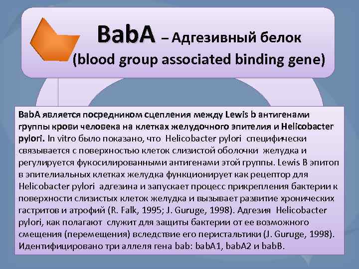 Bab. A – Адгезивный белок (blood group associated binding gene) Bab. A является посредником