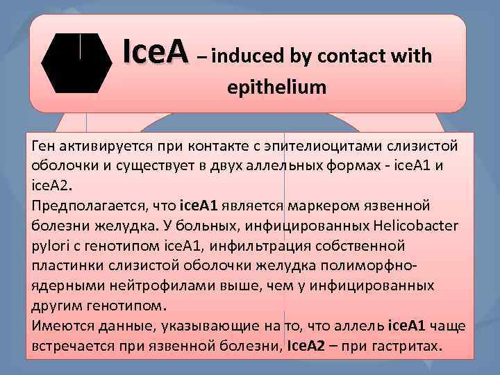 Ice. A – induced by contact with epithelium Ген активируется при контакте с эпителиоцитами