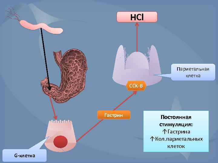 HCl Париетальная клетка CCK-B Гастрин G-клетка Постоянная стимуляция: ↑Гастрина ↑Кол. париетальных клеток 
