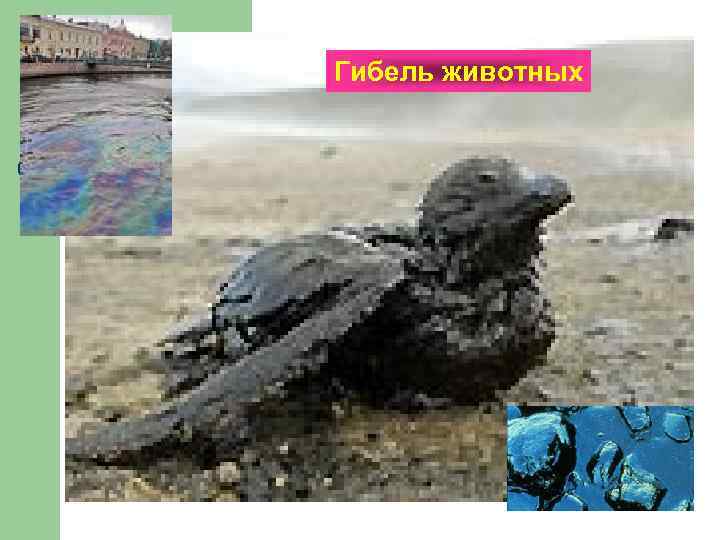 Гибель животных 