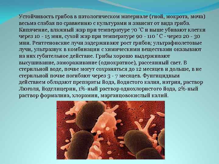 Устойчивость грибов в патологическом материале (гной, мокрота, моча) весьма слабая по сравнению с культурами