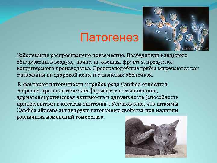 Патогенез Заболевание распространено повсеместно. Возбудители кандидоза обнаружены в воздухе, почве, на овощах, фруктах, продуктах