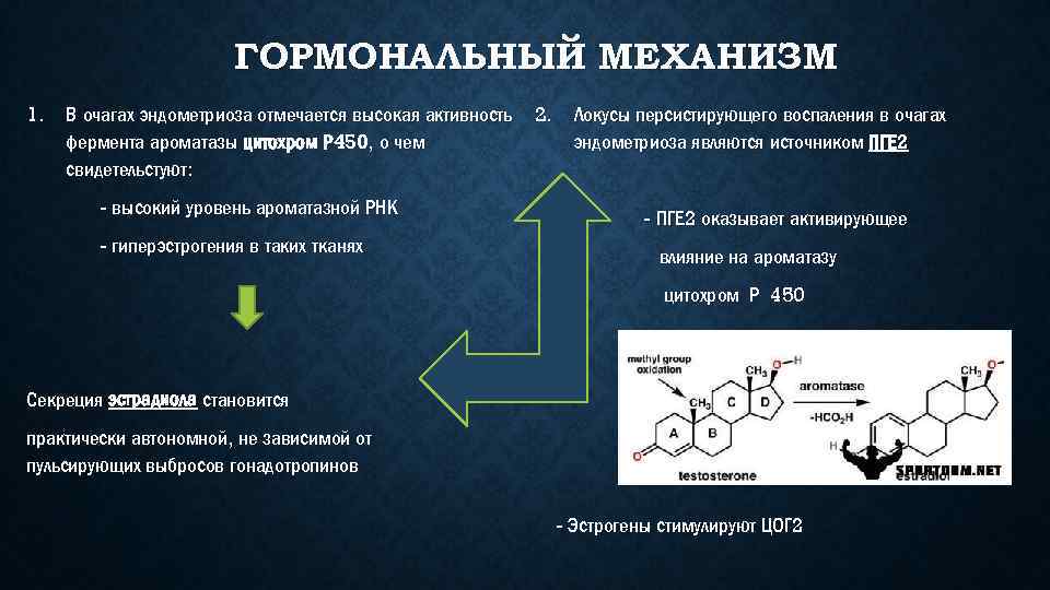 ГОРМОНАЛЬНЫЙ МЕХАНИЗМ 1. В очагах эндометриоза отмечается высокая активность фермента ароматазы цитохром Р 450,