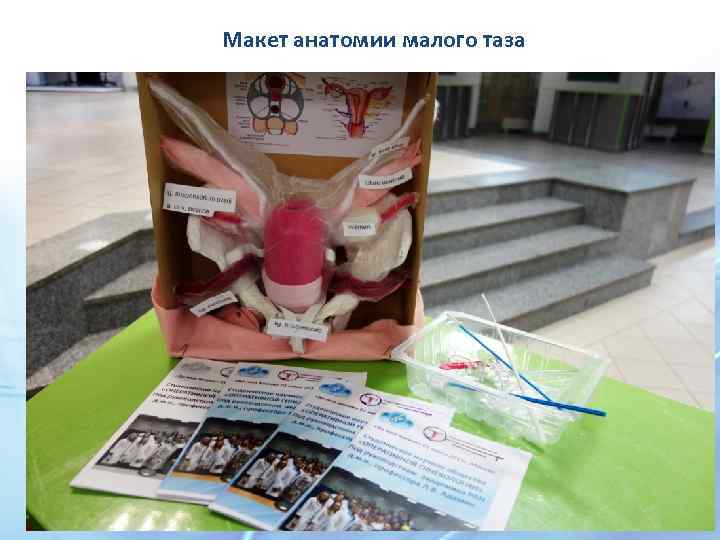 Макет анатомии малого таза 