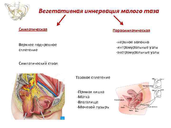 Вегетативная иннервация малого таза Симпатическая Парасимпатическая -нервное волокно -интрамуральные узлы -экстрамуральные узлы Верхнее подчревное