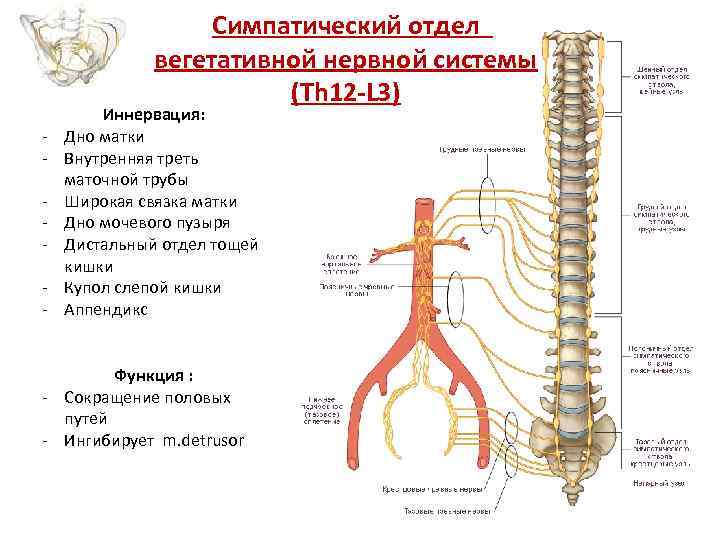 Симпатический отдел вегетативной нервной системы (Th 12 -L 3) - Иннервация: Дно матки Внутренняя