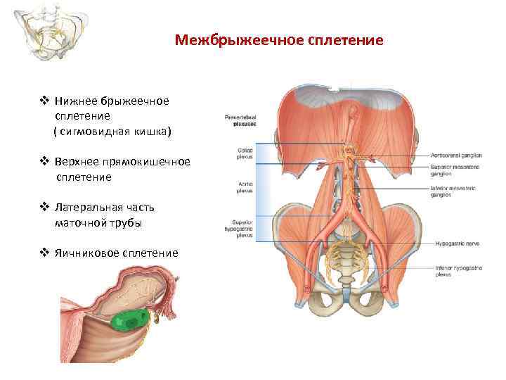 Межбрыжеечное сплетение v Нижнее брыжеечное сплетение ( сигмовидная кишка) v Верхнее прямокишечное сплетение v