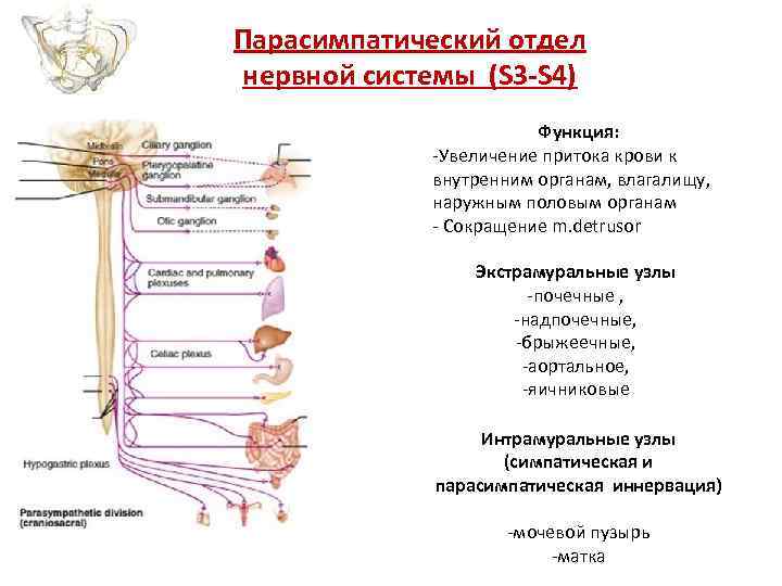 Парасимпатический отдел нервной системы (S 3 -S 4) Функция: -Увеличение притока крови к внутренним