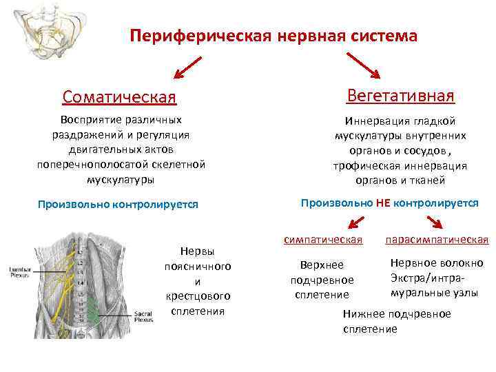 Периферическая нервная система Соматическая Вегетативная Восприятие различных раздражений и регуляция двигательных актов поперечнополосатой скелетной