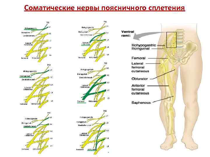 Нервы поясничного сплетения картинка