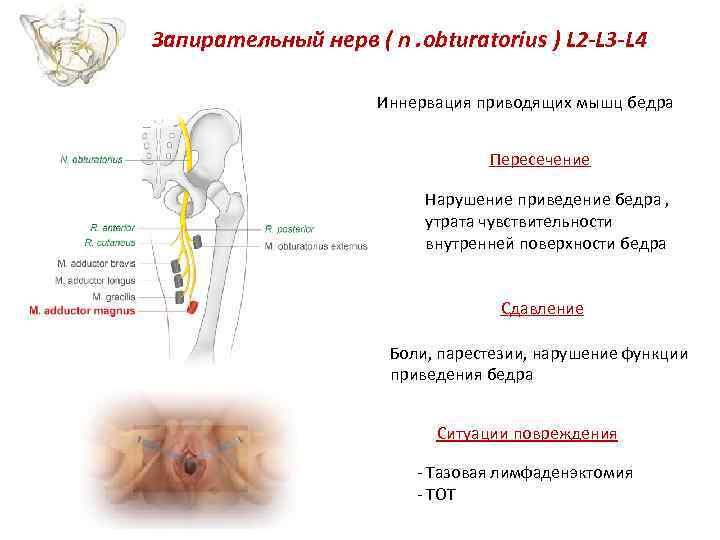 Запирательный нерв ( n. obturatorius ) L 2 -L 3 -L 4 Иннервация приводящих