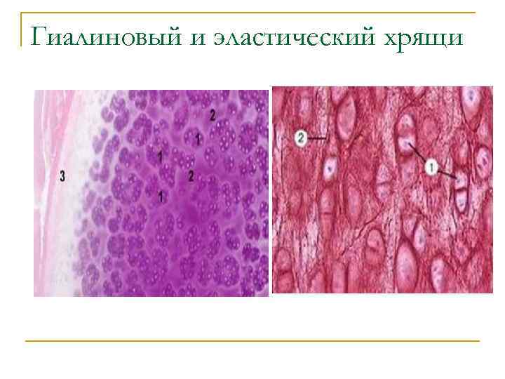 Гиалиновый и эластический хрящи 