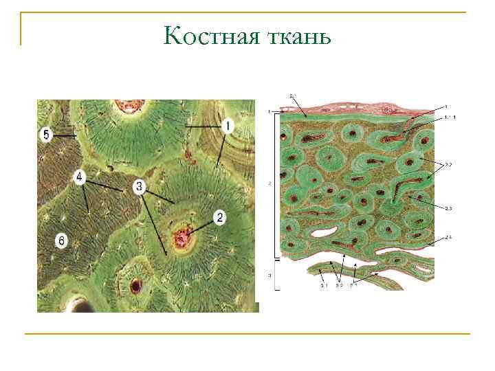 Костная ткань 