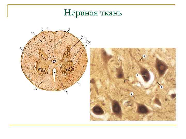 Нервная ткань 