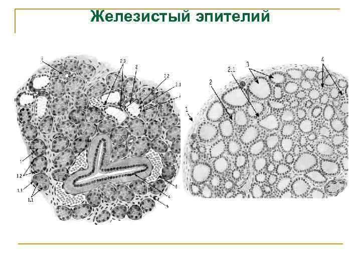 Железистый эпителий 