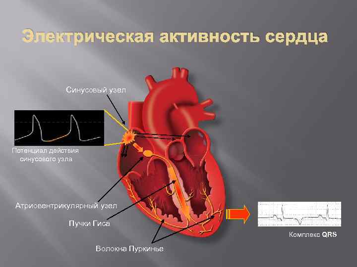 Синусовый узел сердца