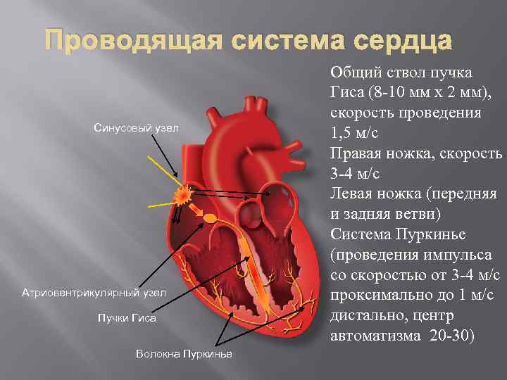 Открытый атриовентрикулярный канал презентация