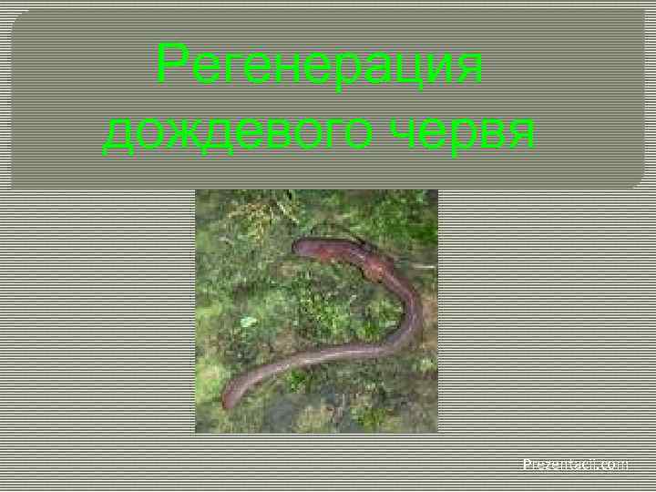 Регенерация дождевого червя Prezentacii. com 