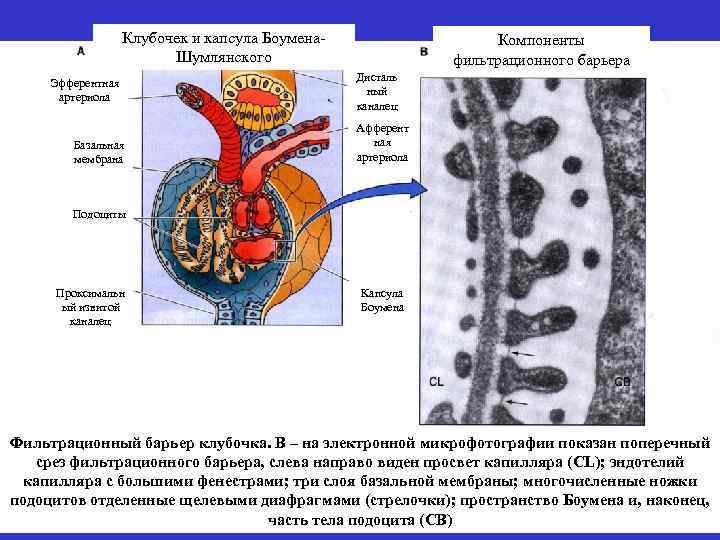 Клубочек и капсула Боумена. Шумлянского Эфферентная артериола Базальная мембрана Компоненты фильтрационного барьера Дисталь ный