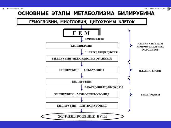 © П. Ф. Литвицкий, 2004 © ГЭОТАР-МЕД, 2004 * желтушнымокрашиваниемкожи, слизистыхоболочекибиологических жидкостей. Желтуха((греч. .