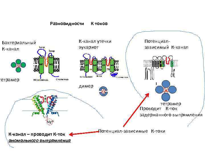 Разновидности К токов К-канал утечки эукариот Бактериальный К-канал тетрамер димер Потенциалзависимый К-канал I тетрамер