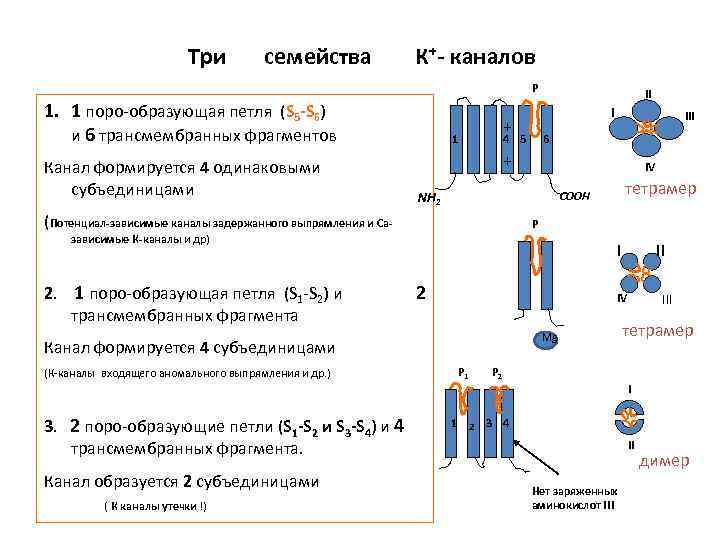 Три семейства К+- каналов P 1. 1 поро-образующая петля (S 5 -S 6) и