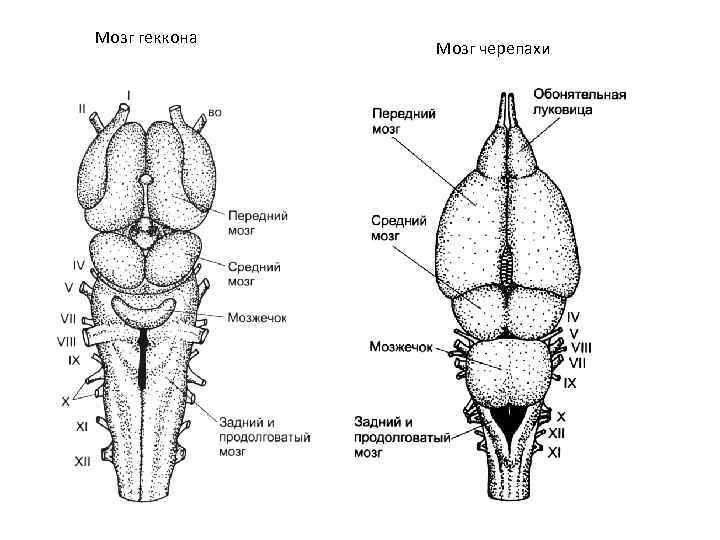 Схема строения головного мозга ящерицы 7 класс