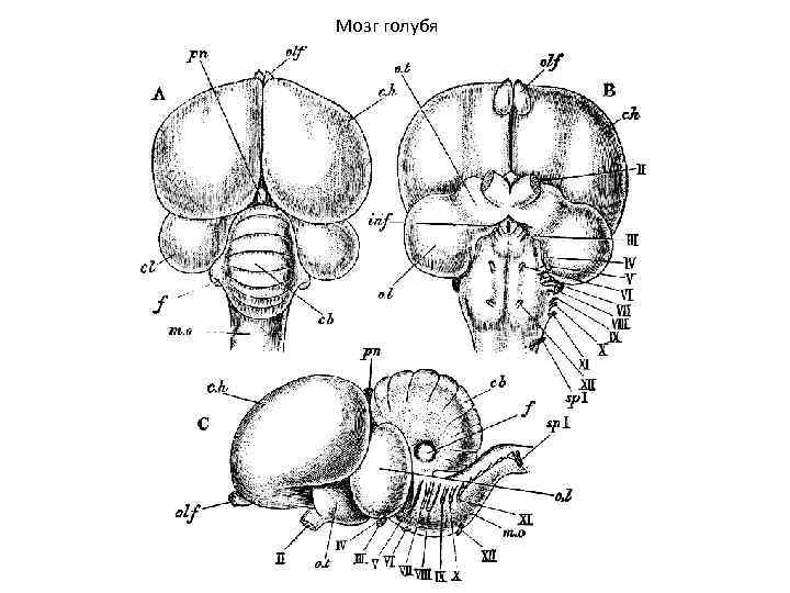Рисунок строение головного мозга птицы