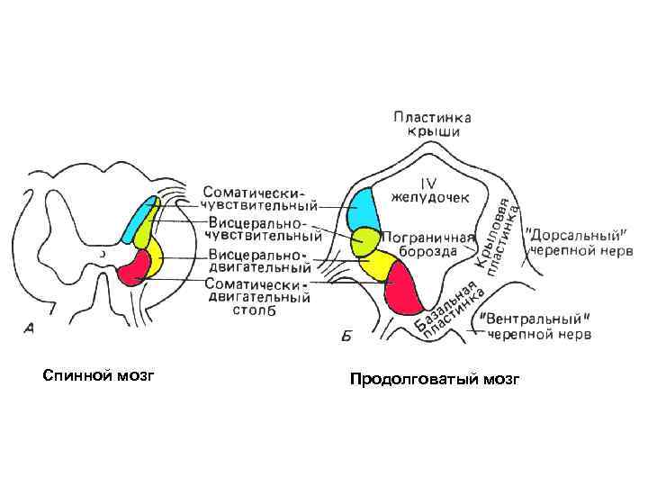 Спинной мозг Продолговатый мозг 