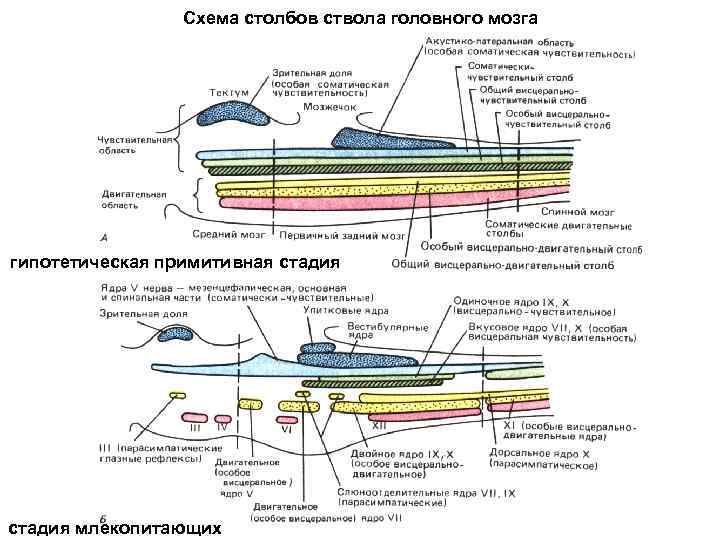 Схема столбов ствола головного мозга гипотетическая примитивная стадия млекопитающих 