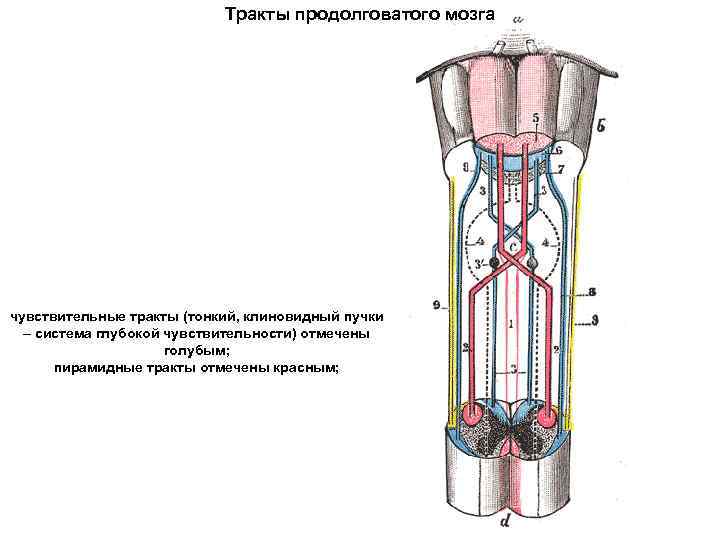 Тракты продолговатого мозга чувствительные тракты (тонкий, клиновидный пучки – система глубокой чувствительности) отмечены голубым;