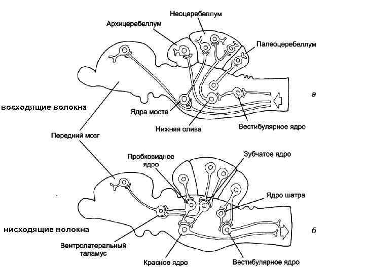 восходящие волокна нисходящие волокна 