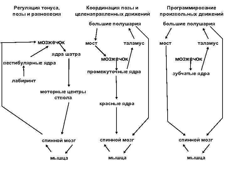 Регуляция тонуса, позы и равновесия Координация позы и целенаправленных движений большие полушария мозжечок мост