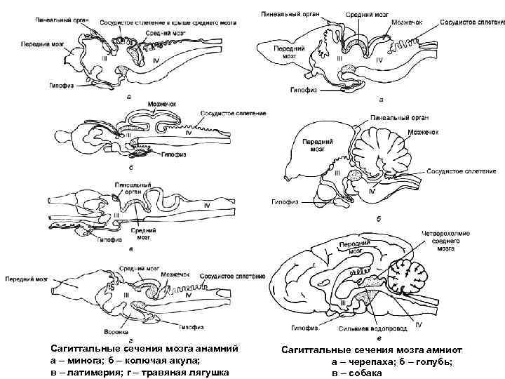 Сагиттальные сечения мозга анамний а – минога; б – колючая акула; в – латимерия;