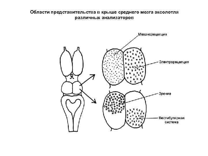 Области представительства в крыше среднего мозга аксолотля различных анализаторов 