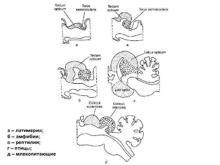 а – латимерия; б – амфибии; в – рептилии; г – птицы; д –