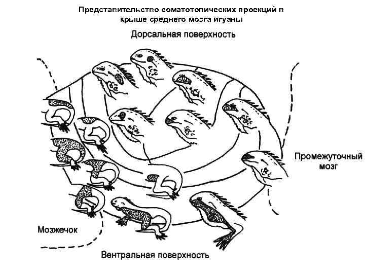 Схема соматотопической проекции в коре головного мозга описана