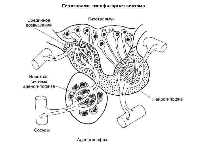 Гипоталамо–гипофизарная система 