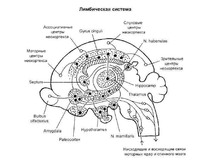 Лимбическая система