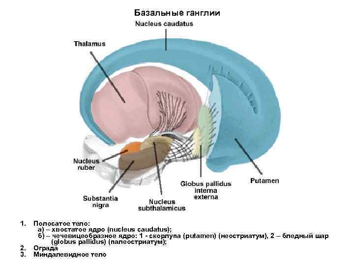 Базальные ганглии 1. 2. 3. Полосатое тело: а) – хвостатое ядро (nucleus caudatus); б)