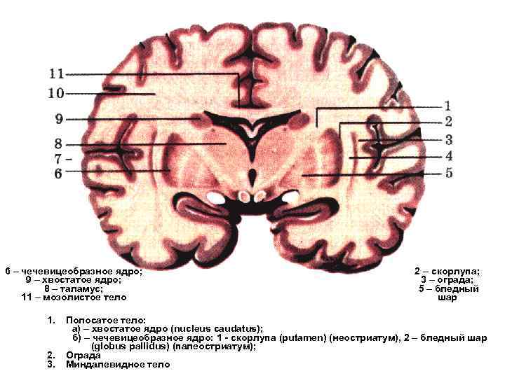 Хвостатое ядро мозга. Базальные ядра: чечевицеобразное ядро, Nucleus lentiformis.. Базальные ядра мозга строение. Подкорковые ядра (чечевицеобразное, скорлупа, бледный шар). Чечевицеобразное ядро анатомия.