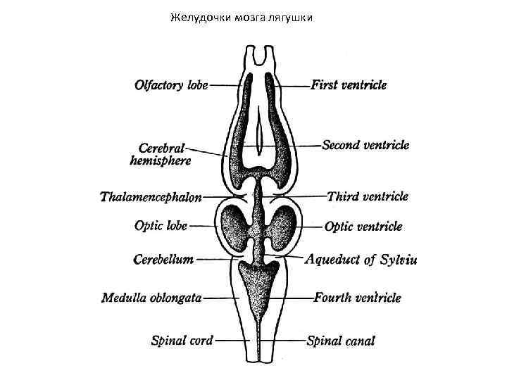 Желудочки мозга лягушки 
