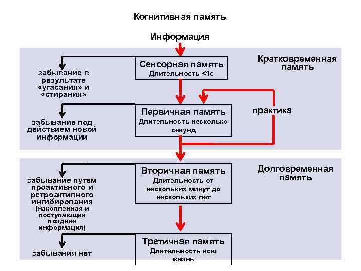 Когнитивная память Информация забывание в результате «угасания» и «стирания» Сенсорная память Длительность <1 с