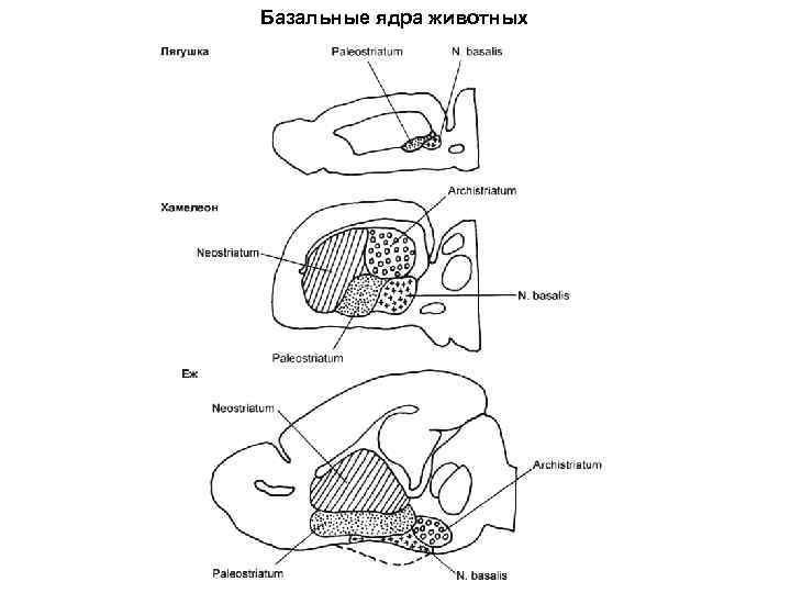 Базальные ядра животных 