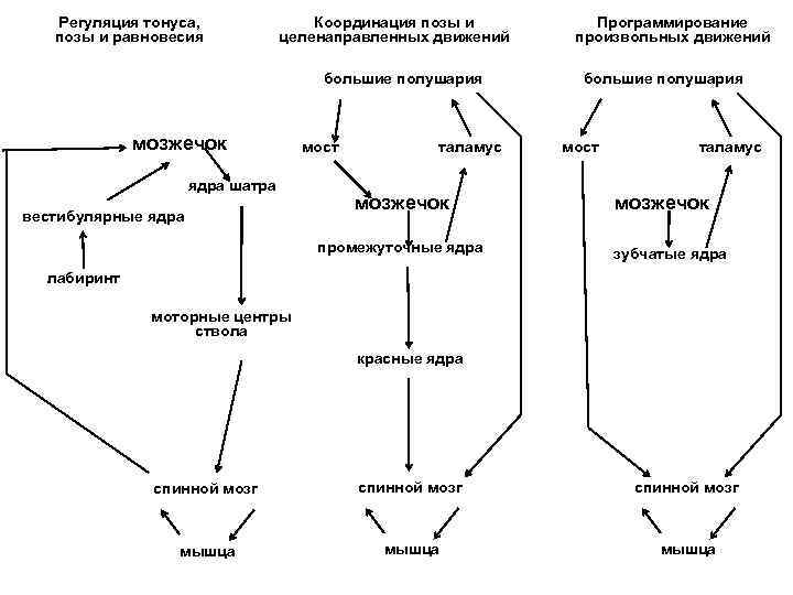 Координация и регуляция. Регуляция тонуса позы и равновесия. Координация и регуляция таблица. Регуляция позы и движений. Координация и регуляция 6 класс таблица.