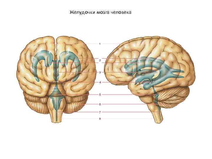 Желудочки мозга человека 