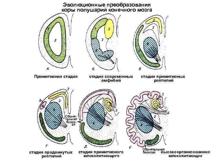 Эволюционные преобразования коры полушарий конечного мозга Примитивная стадия продвинутых рептилий стадия современных амфибий стадия