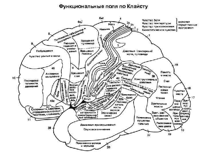 Функциональные поля по Клайсту 