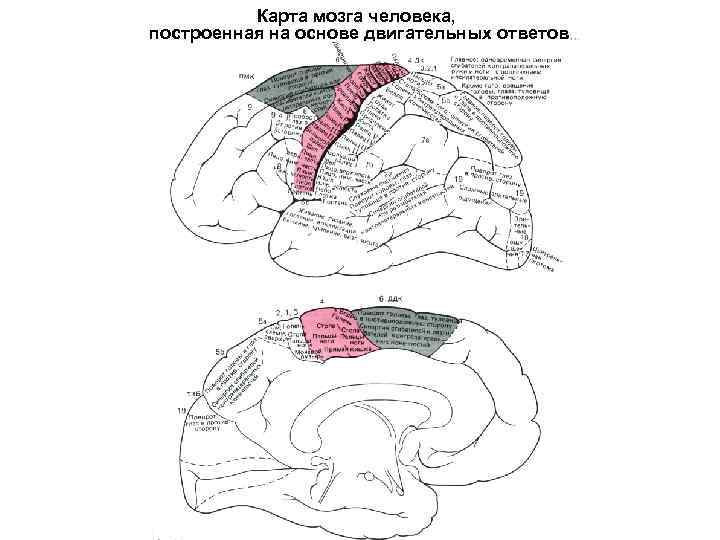 Карта мозга человека, построенная на основе двигательных ответов 